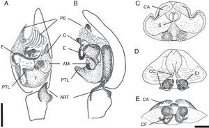 Melpomene solisi sp. nov.: A, B, pedipalpo del macho. C-E, epigineo. A, C, vista ventral. B, vista retrolateral. D, vista dorsal. E, vista posterior. AM: apófisis media; ART: apófisis retrolateral tibial; C: conductor; CA: capuchas; CC: conductos de copulación; CF: conductos de fertilización; E: émbolo; E1: espermatecas primarias; PTL: proceso tegular lateral; S: septo; T: tégulo. Escalas: A=0.5mm; E=0.25mm.