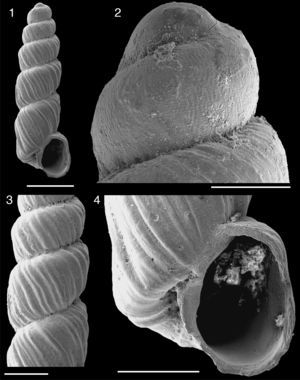 Bostryx holostoma (Pfeiffer, 1846), Antofagasta, Chile (MACN-In 39.685); (1): apertural view; (2): detail of protoconch sculpture; (3): detail of ribs on teleoconch; (4): detail of aperture. Bar=2mm for 1, 0.5mm for 2, and 1mm for 3 and 4.