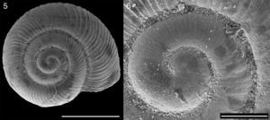 Stephacharopa calderaensisMiquel & Araya, 2013, Antofagasta, Chile (MACN-In 39.800); (5): apical view; (6): detail of protoconch. Bar=1mm for 5, and 0.2mm for 6.