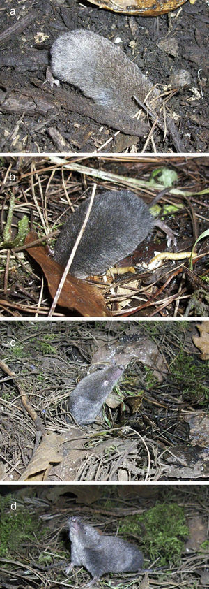 Digging and foraging behavior of the Mexican small-eared shrew, Cryptotis mexicanus, under semi-natural conditions.