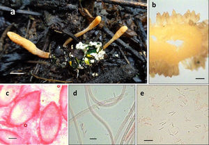 Cordyceps scarabaeicola: a)estromas emergiendo de un coleóptero adulto (Cotinis mutabilis); b)posición de los peritecios en el estroma; c)peritecios; d)asca con ascosporas multiseptadas, y e)ascosporas fragmentadas. Escalas: 1cm (a), 0.5mm (b), 100μm (c) y 10μm (d-e).