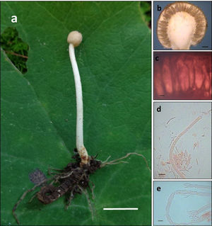 Ophiocordyceps entomorrhiza: a)estroma emergiendo de una larva de coleóptero; b)posición de los peritecios en el estroma; c)peritecios; d)asca, y e)ascosporas. Escalas: 1cm (a), 0.5mm (b), 100μm (c) y 10μm (d-e).