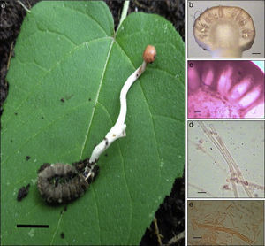 Ophiocordyceps gracilis: a)estroma emergiendo de una larva de lepidóptero; b)posición de los peritecios en el estroma; c)peritecios; d)asca, y e)ascosporas. Escalas: 1cm (a), 0.5mm (b) 100μm (c) y 10μm (d-e).