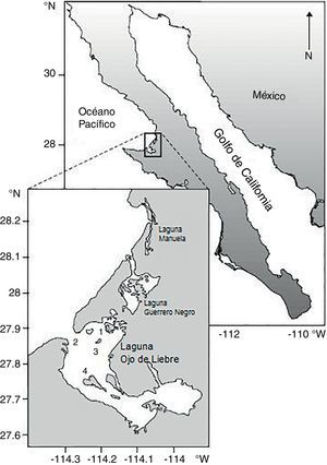 Ubicación de la laguna Ojo de Liebre, Baja California Sur y los bancos almejeros analizados: Zacatoso, Chocolatero, La Concha y El Dátil.