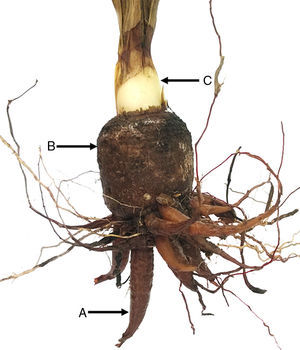 Manfreda pringlei: raíces contráctiles (A), cormo (B) y bulbo (C).