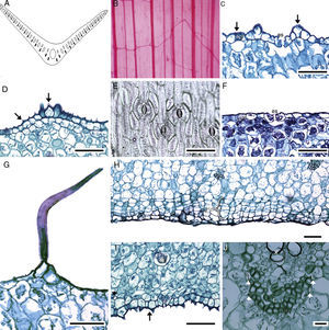 Hoja de Manfreda (ST). A) M. elongata, perfil de la lámina. B) M. elongata, patrón de venación. C) M. nanchititlensis, cutícula lisa. D) M. guttata, cutícula estriada. E) M. scabra, estomas paracíticos. F) M. revoluta, engrosamientos anteriores y posteriores de las células oclusivas. G) M. pubescens, tricoma. H) M. pubescens, peridermis. I) M. guttata, rafidios y estiloide. J) M. guttata, haz vascular con fibras, estiloides. Barra es 50μm en C-I; 20μm en J. Flechas: cutícula; cabeza de flecha: estiloide. es: estoma; ep: célula epidérmica; f: fibras; pd: peridermis; ra: rafidio; x: xilema.