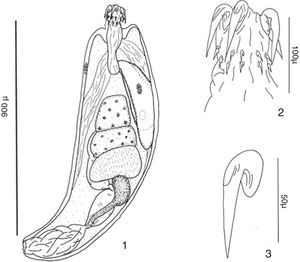 1, Neoechinorhynchus inermis sp. n., male; 2, proboscis; 3, thorn.