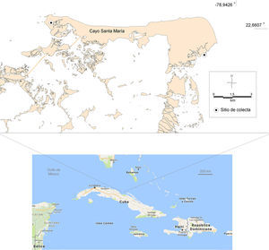 Ubicación del registro de Halophila ovalis en las Antillas Mayores.