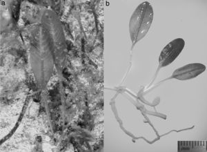 Estructuras vegetativas de Halophila ovalis: a) en su hábitat, b) en el laboratorio.
