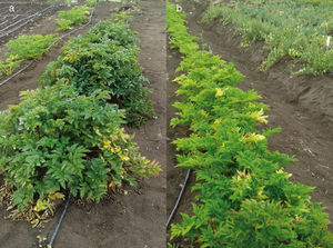 Accesiones de Arracacia xanthorrhiza: de peciolos y nervaduras púrpura (a) y de peciolos y nervaduras verdes (b).