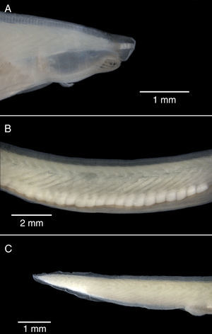 Lateral view of the external features of Branchiostoma californiense (LEMA-CCC2) from Bahía Chamela. (A) Head region; (B) trunk region; (C) tail region.