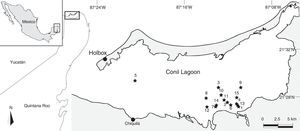 Geographic location of Conil Lagoon. Black stars are the sites where manatees were recorded. Sighting ID [minimum number of individuals] (date): 1 [>3] (25/12/2010); 2 [2] (04/01/2011); 3 [5] (20/01/2011); 4 [15] (20/01/2011); 5 [3*] (11/12/2012); 6 [3†] (15/07/2013); 7 [4] (15/02/2014); 8 [2] (15/02/2014); 9 [6] (15/02/2014); 10 [1] (25/02/2014); 11 [2] (25/02/2014); 12 [2] (01/12/2014); 13 [3] (01/12/2014); 14 [2] (23/06/2016); 15 [2] (31/10/2016). * Mother and 2 calfs; † 1 calf.