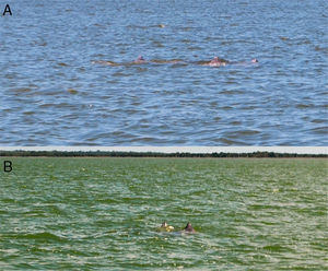 Photographs of manatees at Conil Lagoon during the sightings, 10 (A) in which 5 individuals can be recognized and 11, (B) with 2 individuals (J. G. Ávila-Canto, ‘Manaholchi’).