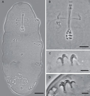 Holotype of Minibiotus pentannulatus sp. nov. (A) Habitus (scale bar 20μm). (B) Detail of the buccal tube (scale bar 10μm). (C) Detail of the claws of the second pair of legs (scale bar 5μm). (D) Detail of the claws of the fourth pair of legs (scale bar 5μm).