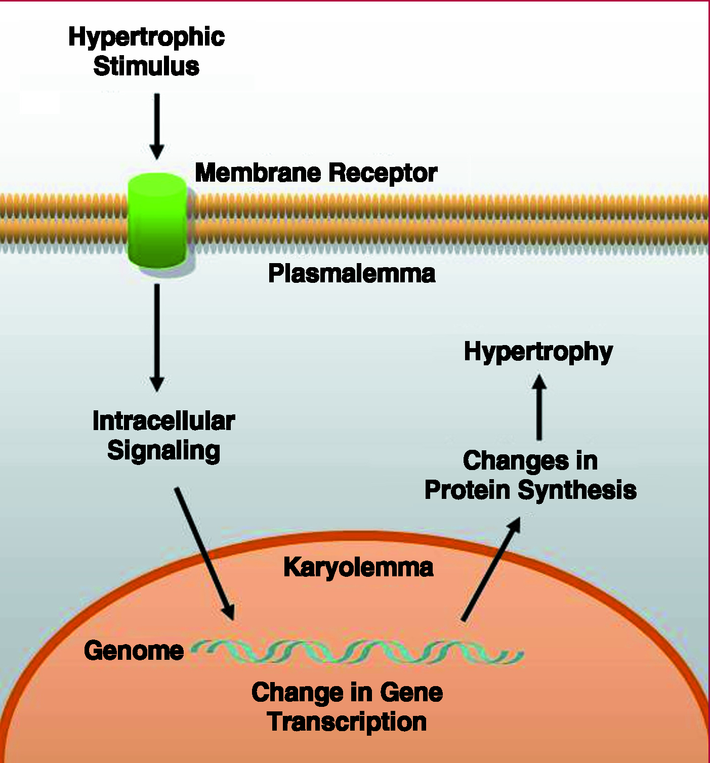 Cardiac Hypertrophy: Molecular and Cellular Events | Revista Española ...