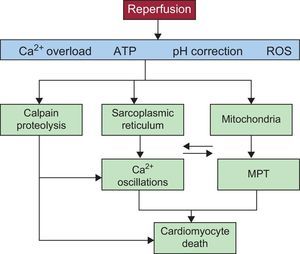 Diagram showing the main mechanisms of cardiomyocyte death during myocardial reperfusion. Reperfusion causes calcium oscillations that are dependent on the sarcoplasmic reticulum and mitochondrial permeabilization that is promoted by calcium overload and oxidative stress. Recovery from acidosis promotes both phenomena, which are intimately related due to physical contact between mitochondria and sarcoplasmic reticula and also the activation of calcium-dependent proteases (calpain) (see the detailed explanation in the text). ATP, adenosine triphosphate; MPT, mitochondrial permeability transition; ROS, reactive oxygen species.