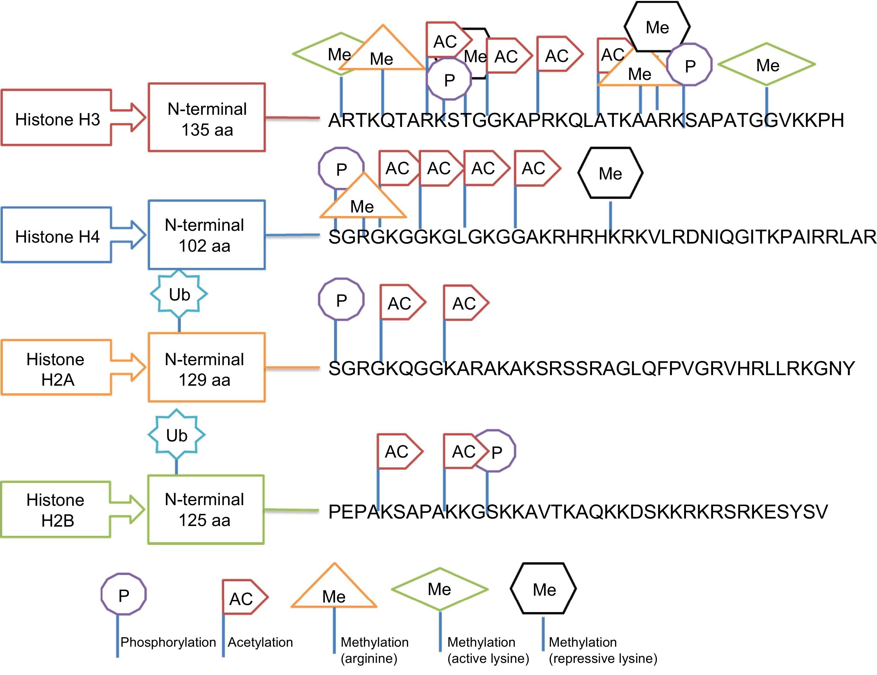 Basic Concepts in Molecular Biology Related to Genetics and Epigenetics ...