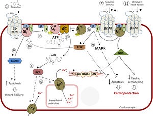 Intracellular pathway mediated by β-adrenergic receptors (β-ARs). 1: Main pathway: catecholamines bind to β-adrenoceptors inducing coupling to the heterotrimeric Gs protein; 2: Dissociation of the Gαs-GTP subunit and activation of adenylyl cyclase (AC); 3: Synthesis of cyclic adenosine monophosphate (cAMP); 4: protein kinase A (PKA) activation; 5: Coordinated phosphorylation of various targets by PKA, including the plasma membrane L-type calcium channel (LTCC) or the RyR2 calcium channel in the sarcoplasmic reticulum, results in increased cytosolic Ca2+ concentration available for contraction of cardiac muscle. 6: Continuous stimulation (as described in chronic heart failure) of β1-AR induces apoptosis via Ca2+/calmodulin-dependent protein kinase II (CaMKII) leading to apoptosis and heart damage. 7: Continued stimulation of β2 (increased when using selective β1-blockers) induces coupling to Gi protein; 8: AC is inhibited by the Gα-GTP subunit of Gi; 9: The Gβγ subunit of Gi induces both the inhibition of apoptosis (via stimulation of mitogen-activated protein kinases [MAPK] and the phosphatidylinositol 3-kinase [PI3K]-protein kinsase B [AKT] pathway) and of Gs-mediated deleterious effects (10), leading to cardioprotection. 11: In heart failure, stimulation of the β -adrenoceptor might lead to cardioprotection and a reduction in cardiac remodeling via nitric oxide synthase (NOS) activation. Adapted with permission from Watson et al.37.