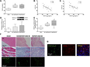 Serum and myocardial levels of vascular endothelial growth factor (VEGF)-A165b are increased in experimental myocardial infarction (MI) models. A: serum VEGF-A165b levels prior to sacrifice were elevated in mice undergoing MI compared with sham. Circulating VEGF-A165b levels were indirectly associated with left ventricular ejection fraction (LVEF) (B) and left ventricular fraction shortening (LVFS) (C) evaluated by transthoracic echocardiography. D: western blot analysis of VEGF-A165b protein expression in infarct myocardial samples isolated from both MI models compared with sham. E: densitometry analysis of VEGF-A165b immunofluorescence analysis. Myocardial sections were incubated with an antimouse VEGF-A165b antibody and specific labelling was visualized using Alexa Fluor 488 (VEGF-A165b, green). Images were captured and digitized and were then analyzed with Image-Pro Plus analysis software. Scoring was performed blinded on coded slides. F: representative images of hematoxylin-eosin (HE, upper panel), Masson's trichromic (central panel), and specific immunofluorescence for VEGF-A165b (lower panel, green). G: representative images showing colocalization of CD31/VEGF-A165b in infarct myocardial tissue. Immunoreactivity was visualized using Alexa Fluor 594 (CD31, red) and Alexa Fluor 488 (VEGF-A165b, green) secondary antibodies. Nuclei were stained with DAPI (blue). The correlation of VEGF-A165b with the variables derived from echocardiography (B, C) was assessed using the Pearson correlation coefficient. Continuous normally distributed data (n=13 animals per group) are expressed as mean±standard deviation and were analyzed by 1-way ANOVA analysis followed by the Bonferroni test. *P <.05, **P <.01 vs sham in A and E.
