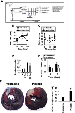 Ivabradine improves cardiac function in a porcine model of CS. A: schematic representation of the assay. Effects of 0.3mg/kg ivabradine or placebo on heart rate (B) and stroke volume (C) after CS. D: cardiac troponin before and 24hours after CS (N=9/group, mean±standard deviation; * P <.05 for ivabradine vs placebo). Left ventricular ejection fraction (N=9/group) (E) and necrotic area (N=5/group) (F) as a percentage of necrotic tissue (pale) vs the area at risk (red) 7 days after CS (mean±standard deviation; * P <.05 for ivabradine vs placebo). CS, cardiogenic shock.
