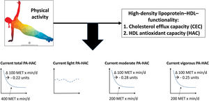 Central illustration. Dose-response association between current total leisure-time physical activity and HDL antioxidant capacity. The dose-response association between light-, moderate- and vigorous-intensity physical activity and HDL antioxidant capacity is also shown. HAC, HDL antioxidant capacity; MET, metabolic equivalent of task; PA, physical activity.