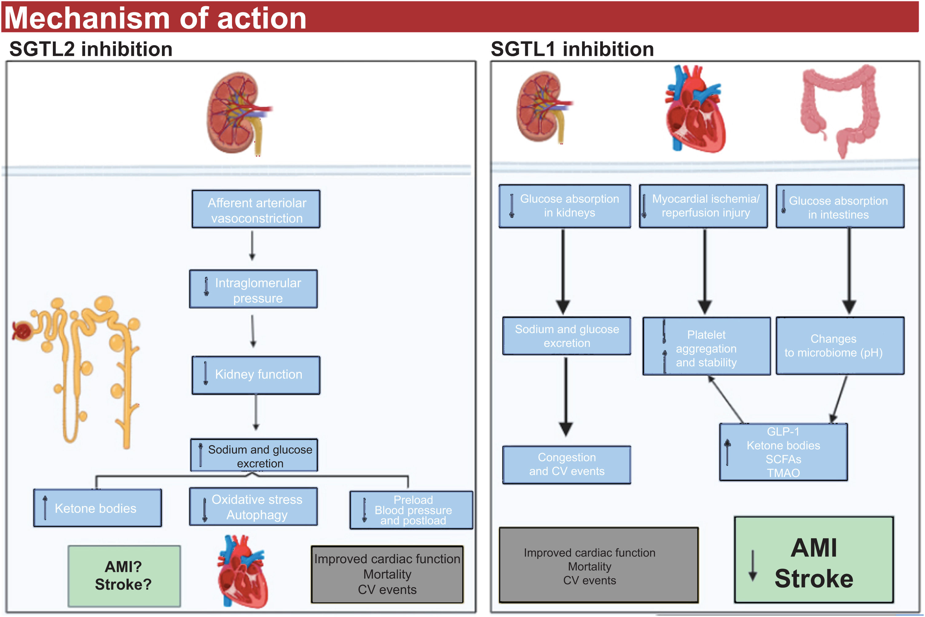 Dual SGLT1 and SGLT2 inhibition: more than the sum of its parts - Revista  Espaola de Cardiologa (English Edition)
