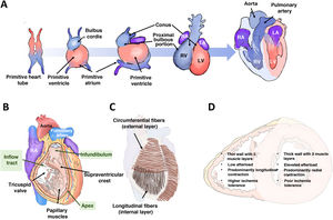 Right ventricular embryology, anatomy, and physiology. A: origin and embryonic development of both ventricles. B: right ventricular anatomy. C: arrangement of the muscle fibers. D: main differential characteristics between the 2 ventricles. LA, left atrium; LV, left ventricle; RA, right atrium; RV, right ventricle.