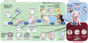 Experimental animal models of right ventricular dysfunction. ARVC, arrhythmogenic right ventricular cardiomyopathy; PA, pulmonary artery; PH, pulmonary hypertension; RV, right ventricle; SU, Sugen. Arrow thickness reflects the popularity of these models.