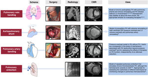 Porcine models of right ventricular pressure overload. CMR, cardiac magnetic resonance; LV, left ventricle; PH, pulmonary hypertension; RV, right ventricle.