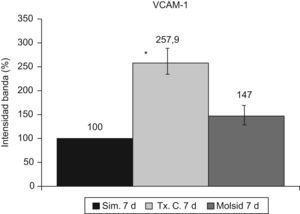 Modelo trasplante renal en cerdo. Intensidad de la banda de VCAM-1; porcentaje respecto al grupo simulado, a los 7 días postrasplante.* vs. grupo simulado y grupo molsidomina 7días.