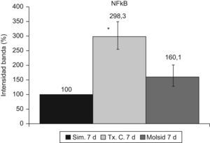 Modelo trasplante renal en cerdo. Activación de NFkB; porcentaje respecto al grupo simulado a los 7 días postrasplante. * vs. grupo simulado y grupo molsidomina 7días.