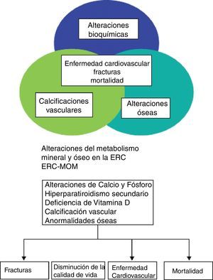 Representación gráfica de las alteraciones del metabolismo óseo y mineral asociados a la ERC (ERC-MOM) adaptadas del concepto inglés CKD-MBD por la Sociedad Española de Diálisis y Trasplante (SEDYT). Fuente: adaptada de Moe et al.4, KDIGO5, Torregrosa et al.6 y Prados-Garrido et al.7