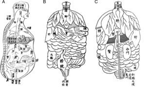 Ilustraciones de antiguos libros de medicina china en los que se aprecia el contenido visceral toracoabdominal. El área correspondiente al diafragma se ha resaltado en gris. A) Visión lateral16. B) Visión anterior17. C) Visión posterior17.