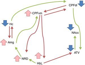 Esquema de la actividad de estructuras del cerebro en depresión. Se muestra un aumento de actividad en los núcleos: amígdala (Amg), núcleos del rafe dorsal (NRD), habénula lateral (HbL) y corteza prefrontal ventromedial (CPFvm); actividad disminuida consecuente de los núcleos: hipocampo (Hc), área tegmental ventral (ATV), núcleo accumbens (NAcc) y corteza prefrontal dorsolateral (CPFdl); se muestra su interacción mediante líneas rojas (inhibición) y verdes (activación). Modificado de Willner et al., 20131.