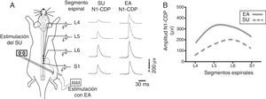 Potenciales del dorso de la médula espinal (cord dorsum potential [CDP]) producidos por el estímulo del nervio sural (SU) y estimulación con electroacupuntura (EA) en Zusanli (E 36) y Sanyinjiao (BP 6). A. Representación esquemática del protocolo experimental y del primer componente negativo del CDP (N1-CDP) producido por estímulos eléctricos únicos aplicados al nervio SU y por la EA, y registrados en los segmentos espinales L4-S1. B. Representación gráfica de la distribución longitudinal de la amplitud del componente N1-CDP producido por la estimulación del nervio SU y por la EA. Adaptada de Quiroz-González et al., 201411.