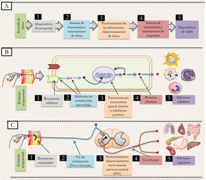 Elementos generales que integran un sistema informático y su relación con el sistema nervioso. A) Muestra los 5 elementos de un sistema informático numerado desde los dispositivos de recepción (1) hasta los dispositivos de salida (5). B) Relación de los 5 elementos del sistema informático con los procesos suscitados a nivel celular posterior al estímulo acupuntural. C) Estructuras nerviosas que integran un circuito neuronal básico activado por el estímulo acupuntural y su relación con los elementos del sistema informático.