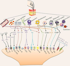 Receptores localizados en las fibras aferentes y que son activados por la acupuntura. 5HT: serotonina; A1: receptor de adenosina 1; α2R: receptor alfa 2; Ach: acetilcolina; ATP: trifosfato de adenosina; Auto-R: autorreceptores; β-END: betaendorfinas; BK: bradicinina; CGRP: péptido relacionado con el gen de la calcitonina; GABA: ácido gamma-aminobutírico; Glu: glutamato; GMP: monofosfato de guanosina; H1: receptor a histamina 1; H2: receptor a histamina 2; His: histamina; IL: interleucina; M2: receptor muscarínico; NA: noradrenalina; P2X: receptor purinérgico 2X; P2Y: receptor purinérgico 2Y; PG: prostaglandina; SP: sustancia P; SS: somatostatina; SSR: receptor de somatostatina; TNF-α: factor de necrosis tumoral alfa. Adaptado de Zhang et al59.