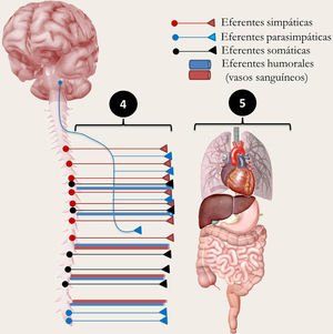 Fibras eferentes y efectores que participan en los efectos moduladores de la acupuntura. Se numeran como elemento (4) a las eferentes simpáticas (rojo), parasimpáticas (azul), somáticas (negro), así como los vasos sanguíneos (azul y rojo). También se muestran el efector cardíaco, el pulmonar y el gastrointestinal.