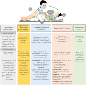 Resumen del biocircuito del deqi (得氣). Se muestran los cambios neurofisiológicos, que se producen a nivel del receptor (1), propagación (2), procesamiento (3), vías eferentes (4) y efectores (5). También se muestran los efectos psicológicos asociados al deqi incluyendo las sensaciones y percepciones del acupunturista y el paciente. ↑: incremento; ↓: reducción.