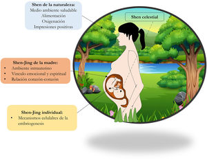 Participación del Shen de la naturaleza, Shen-Jing de la madre y Shen-Jing individual y el Shen celestial en el desarrollo fetal.