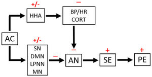 Hypothesis about the mechanism of action of AC increasing academic performance.