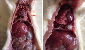Left: fat deposition on liver and heart. Right: fat deposition in the lung and liver.
