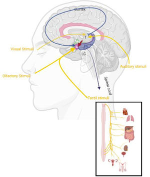 Schematic illustration from the sagittal view of slice representing a normal limbic system midline connection after visual, olfactory, tactile, and auditory stimulus. Legend: LC: Locus coeruleus, A: Amygdala, Hy: Hypothalamus, T: Thalamus, Hi: Hippocampus. Schematic illustration created with BioRender.com.