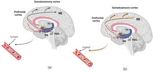a) Standard organism modulation response to acute physiological input. Legend: The red lines reveal the global and the Locus coeruleus (LC) regulation by the secretion of noradrenalin (NE) reaching the amygdala (Amy) and the Prefrontal cortex. This path affects Hypothalamic–pituitary–adrenal (HPA) activation by producing cortisol. (b) Abnormal organism reaction facing chronic physiologic input. Chronic anxiety can lead to less HPA regulation (dotted red lines). Therefore, increased NE in LC, amygdala, and hippocampus will deliver excessive cortisol production and contribute to reduced regulation of pathological anxiety. Fig. created with BioRender.com based on Morris, McCall, Charney, & Murrough (2020) work.48 (For interpretation of the references to color in this fig. legend, the reader is referred to the web version of this article.)