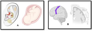 A. Schematic representation of a fetus in the intrauterine position projected on the pinna exemplifying Paul Nogier and Frank Bahr somatotopic theory, where the whole person (and its organs) is represented on the ear; B: Schematic representation of the regions of the human body reflected in the cerebral cortex - somatotopic map of the brain, simulating the Penfield homunculi theory. Combining both theories, when auriculotherapy is performed is believed the specific point chosen by the acupuncturist is correlated with the somatotopic cortex in the brain. Fig. created with BioRender.com.