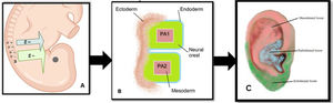 Schematic illustration the early set-up of the ear. Legend: (A) The pharyngeal arches (PA) are filled by neural crest streams; the first PA1 is filled with neural crest cells from the midbrain (M), rhombomere (r1) and r2, while the second PA2 is filled with crest predominantly from r4. (B) The first and second PA are divided internally by the endodermal and externally by the ectodermal tissue. (C) division of the embryological cells in auricular area theory created based on Anthwal., N and Thompson.,H (2015); Liu C et al., (2020) and Terry Oleson (2014) works. Schematic illustration created with BioRender.com.