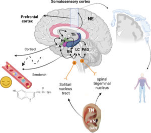Schematic representation of auriculotherapy