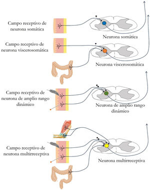 Se muestra de manera simplificada algunos tipos de neuronas de segundo orden localizadas en la médula espinal (colores de circulo azul, naranja, verde y amarillo), así como sus campos receptivos periféricos. Las neuronas se clasifican en función de las entradas aferentes y los estímulos que reciben.