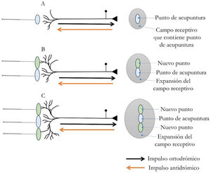 Tres condiciones hipotéticas de arborizaciones en los receptores periféricos en función de la actividad antidrómica y ortodrómica en las fibras aferentes (A, B y C). Se ejemplifica el tamaño de los campos receptivos hipotéticos. En el caso de la ubicación del punto de acupuntura en A, el estímulo puede desencadenar una respuesta fisiológica específica, que difícilmente puede obtenerse por estímulo de las regiones adyacentes, pues ese sitio adolecería de las ramificaciones de la vía nerviosa. A la derecha se muestra en círculos el tamaño del campo receptivo, así como también el punto de acupuntura inmerso en el campo receptivo. Para el segundo y tercer ejemplos hipotéticos en B y C, los cambios morfológicos en las ramificaciones nerviosas aumentan el campo receptivo y hace evidente la formación de nuevos puntos que pueden desencadenar respuestas similares a la punción en el punto de acupuntura.