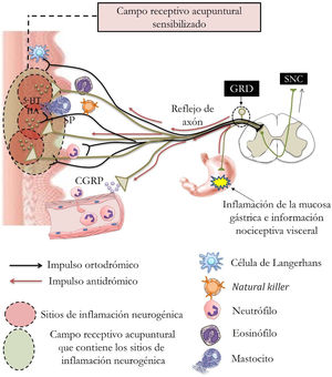 Croquis del mecanismo de sensibilización e inflamación neurogénica del campo de acupuntura debido a inflamación de la mucosa gástrica. La información nociceptiva de la mucosa gástrica activa neuronas en el ganglio de la raíz dorsal (GRD), y luego los impulsos viajan antidrómicamente hacia la periferia a través de reflejos axónicos. La información nociceptiva se transmite ortodrómicamente a las neuronas en la médula espinal, lo que conduce a la activación antidrómica de la rama somática y/o a la fibra aferente primaria vecina a través de una interneurona y de los reflejos de raíz dorsal. La actividad antidrómica inducida por el reflejo axónico o de raíz dorsal induce la liberación de mediadores inflamatorios tales como la sustancia P (SP) y el péptido relacionado con el gen de la calcitonina (CGRP) en las fibras nerviosas de la piel, dando como resultado la activación de los mastocitos. Los mastocitos activados liberan algunas sustancias pronociceptivas como histamina (HA) y serotonina (5-HT), que causan hiperalgesia en el campo receptivo de acupuntura, así como reclutamiento de células inmunológicas. En los puntos de acupuntura locales, el aumento de sustancia P y el peptido relacionado con el gen de la calcitonina causa extravasación de plasma y vasodilatación. La SP también puede inducir la agregación y desgranulación de mastocitos para liberar sustancias alérgicas como histamina y serotonina. La suma de todos estos procesos incrementa la inflamación neurogénica en el punto local y, en consecuencia, conducen hacia la sensibilización del campo de acupuntura.